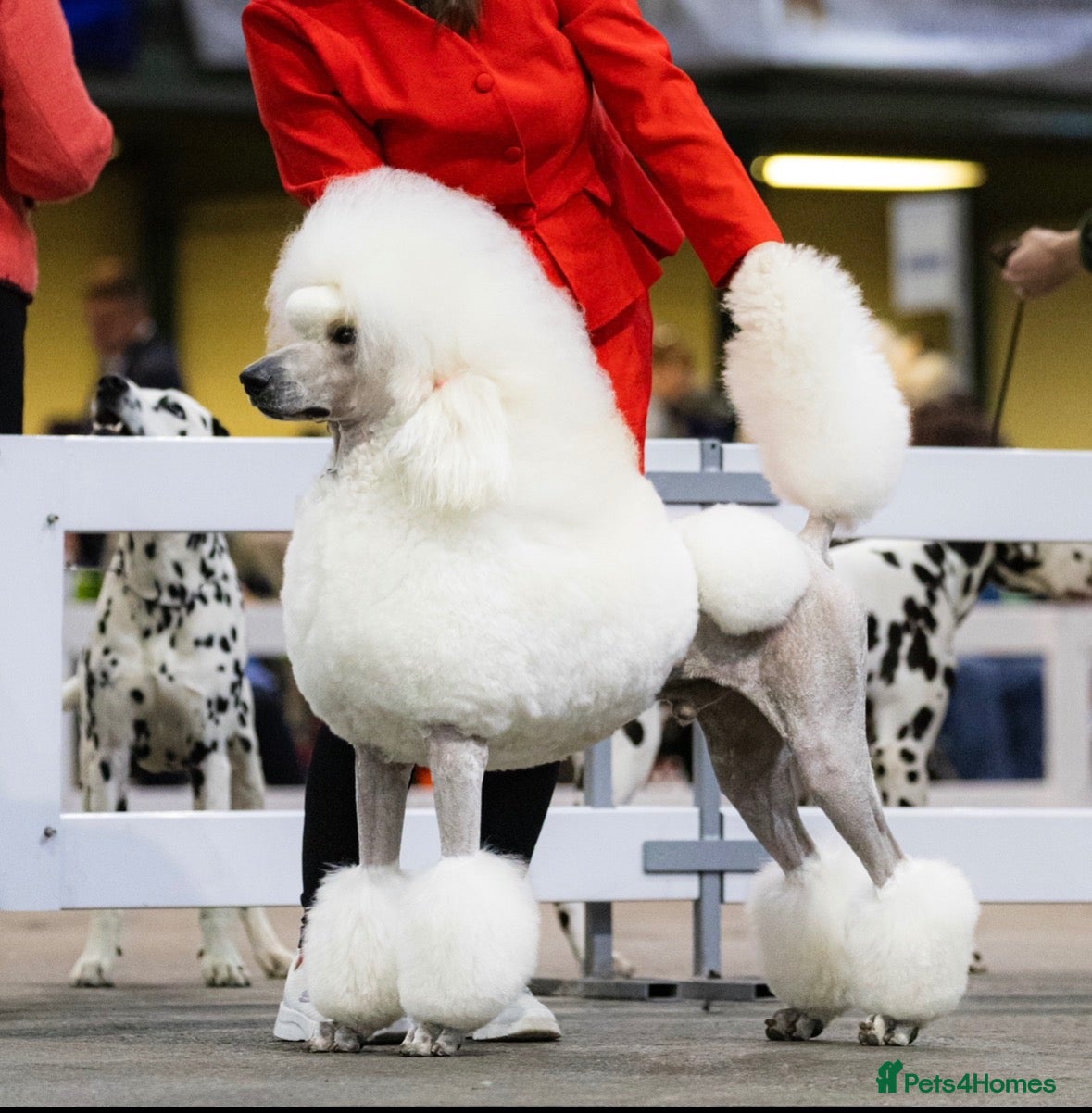 Standard Poodle dogs for stud: Quality White Poodle for Stud - Advert 1
