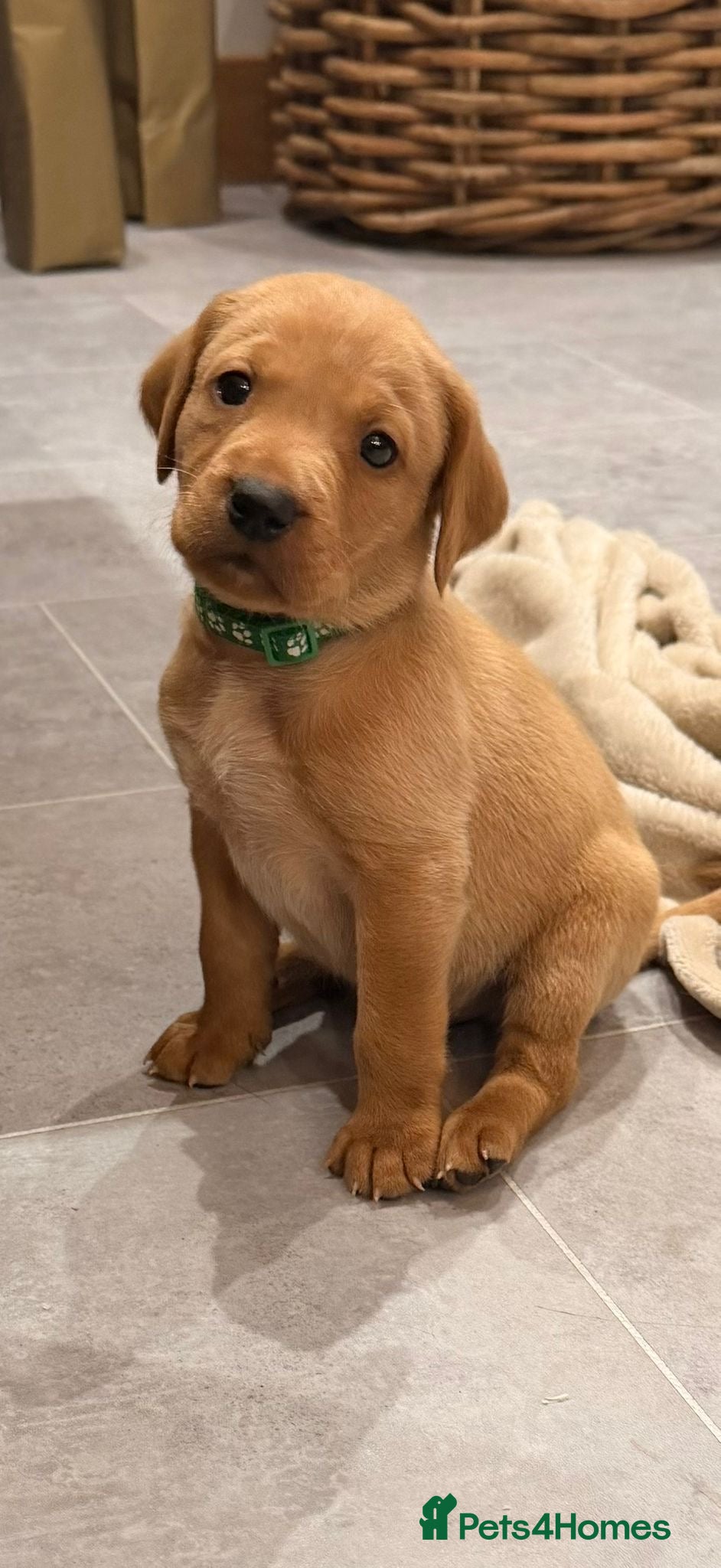 Labrador Retriever dogs Stunning fox red Labrador pups - Advert 5