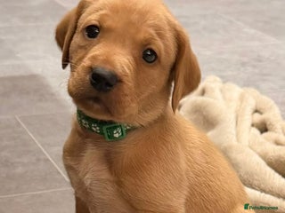 Labrador Retriever dogs Stunning fox red Labrador pups - Advert 9