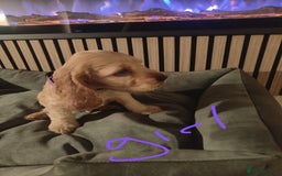 Cocker Spaniel dogs for sale: Gorgeous show type cocker spaniel puppies - Image 2