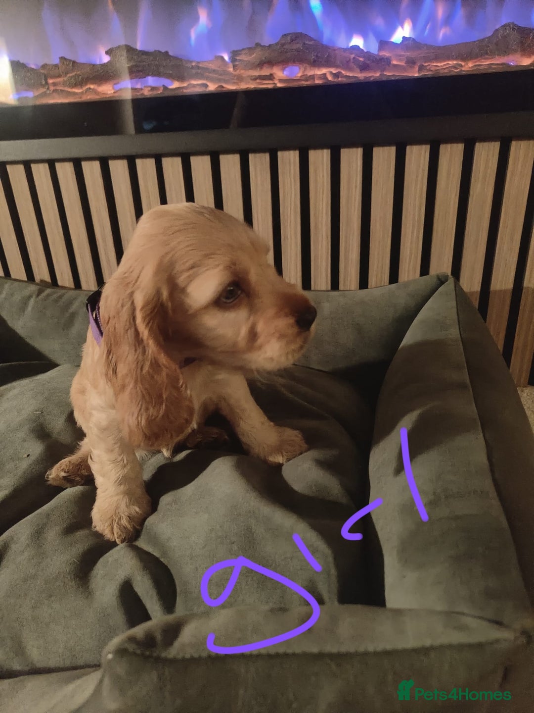 Cocker Spaniel dogs for sale: Gorgeous show type cocker spaniel puppies - Image 2