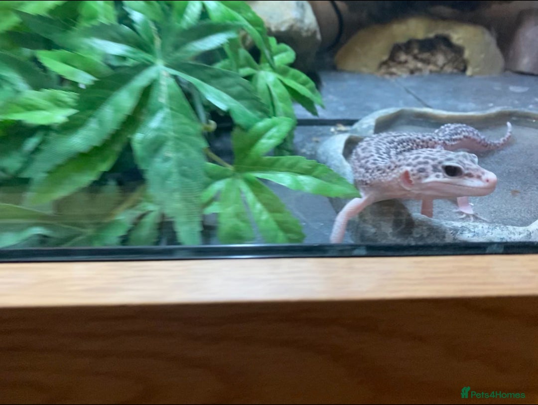 Leopard Gecko reptiles for sale: Snow leopard gecko and vivarium  - Image 8