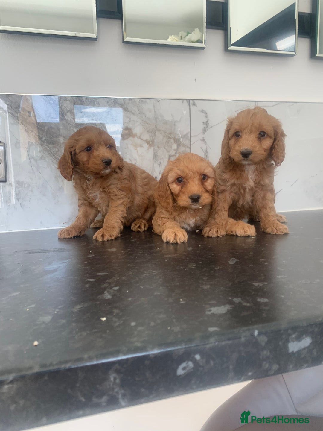 Cavapoo dogs for sale: Toy apricot Cavapoo puppies toy poodle - Image 2