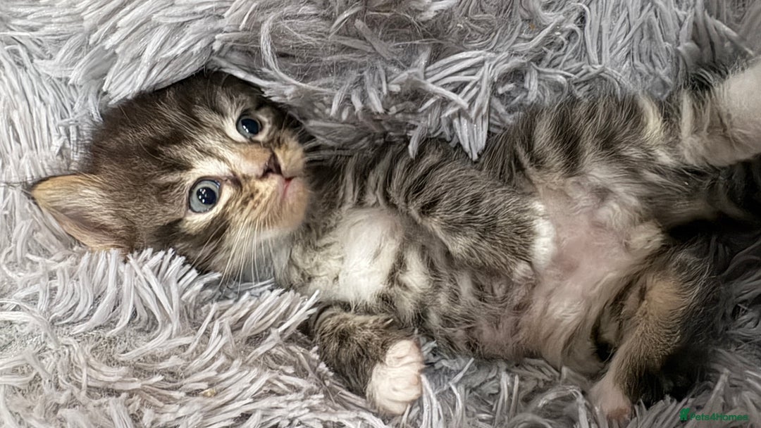 Ragdoll cats for sale: Ragdoll cross Persian kittens - Image 8