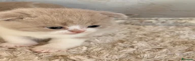 Scottish Fold 2