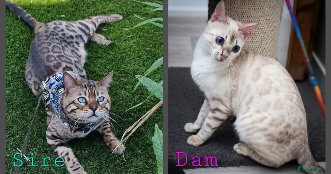 Bengal cats for sale: Last Kitten left ✨️ Seraphina ✨️ - Advert 2