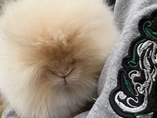 Angora rabbits Teddy dwerg Doe - Advert 1