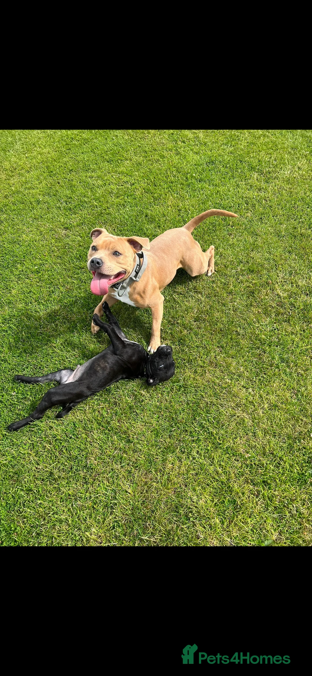 Staffordshire Bull Terrier dogs for stud: BLUE FAWN Staffordshire Bull Terrier Stud in Port Glasgow - Advert 3