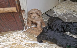 Cockapoo dogs for sale: Cockapoo puppies  - Image 2