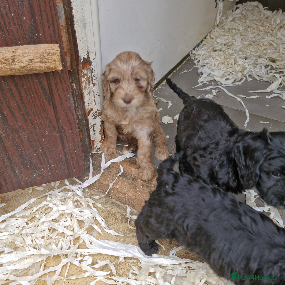 Cockapoo dogs for sale: Cockapoo puppies  - Image 2