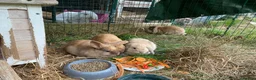 Mini Lop rabbits for sale: Beautiful mini-lop baby rabbits in South Croydon - Advert 2