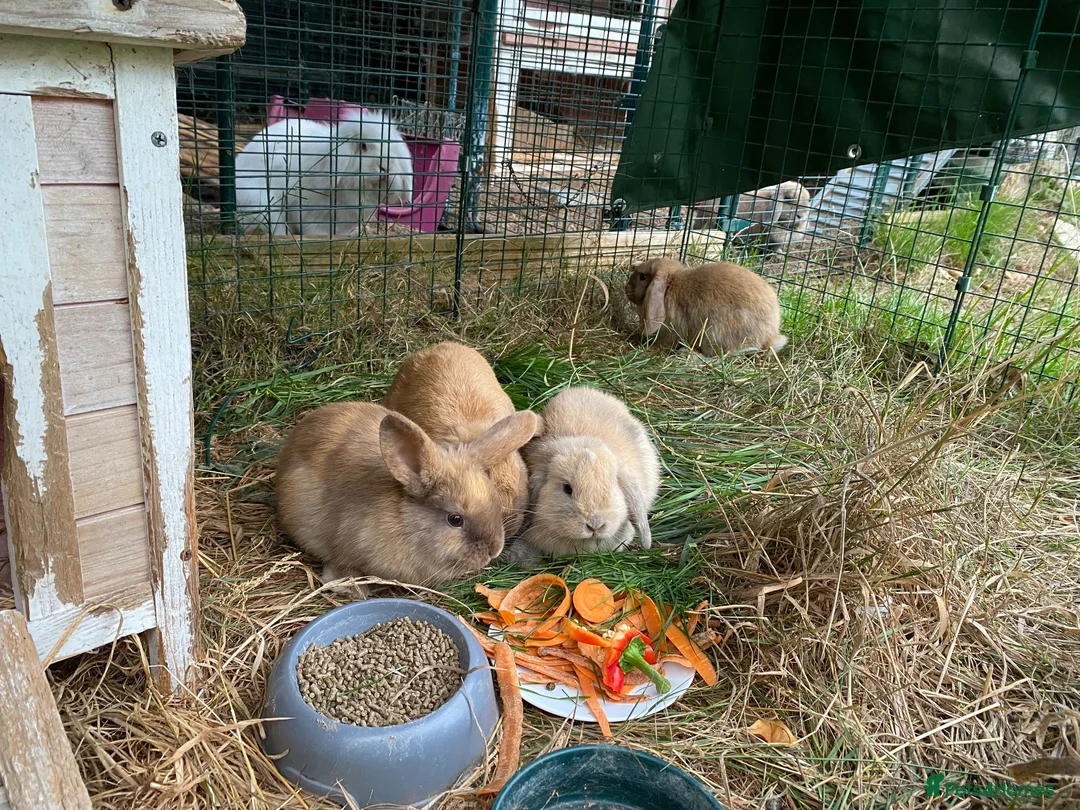 Mini Lop rabbits for sale: Beautiful mini-lop baby rabbits in South Croydon - Advert 2