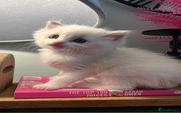 Ragdoll cats for sale: Blue mitted and bicolour ragdolls - Image 8