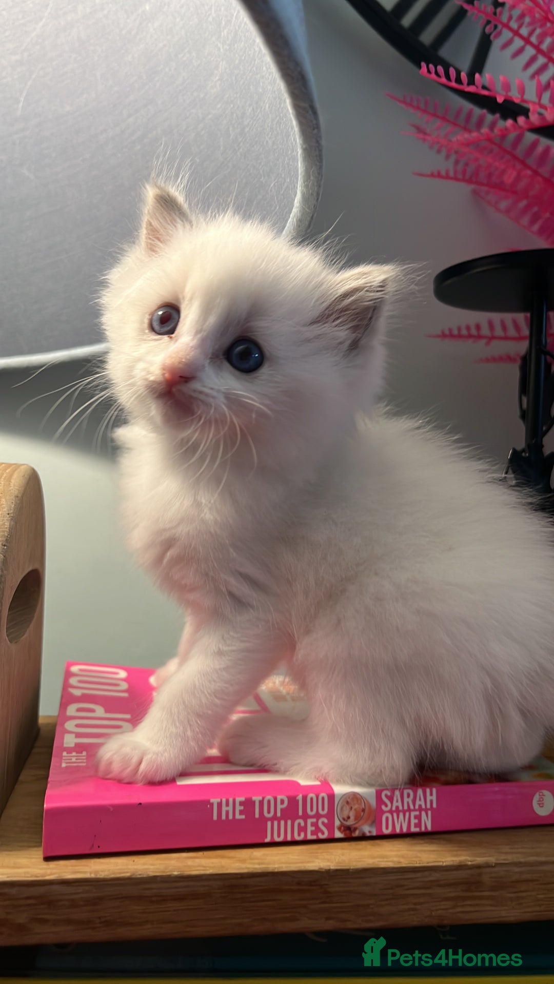 Ragdoll cats for sale: Blue mitted and bicolour ragdolls - Image 8