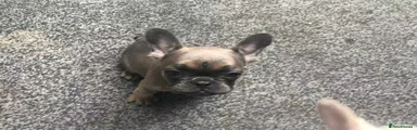 French Bulldog 4