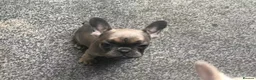 French Bulldog dogs for sale: Two beautiful girls left  in Aylesbury - Advert 3