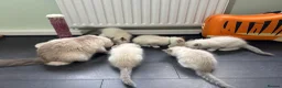 Ragdoll cats for sale: Five Little Kittens are Waiting for YOU - Advert 8