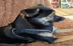 Mixed Breed dogs for sale: Small crossbreed chihuahua type female  - Image 4