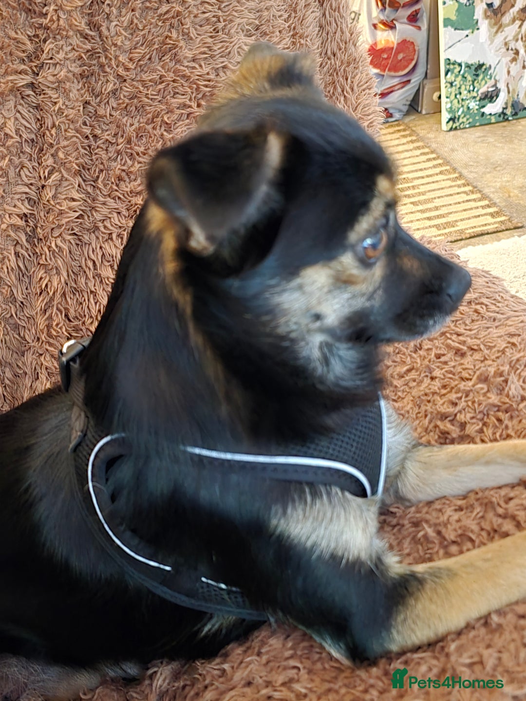 Mixed Breed dogs for sale: Small crossbreed chihuahua type female  - Image 4