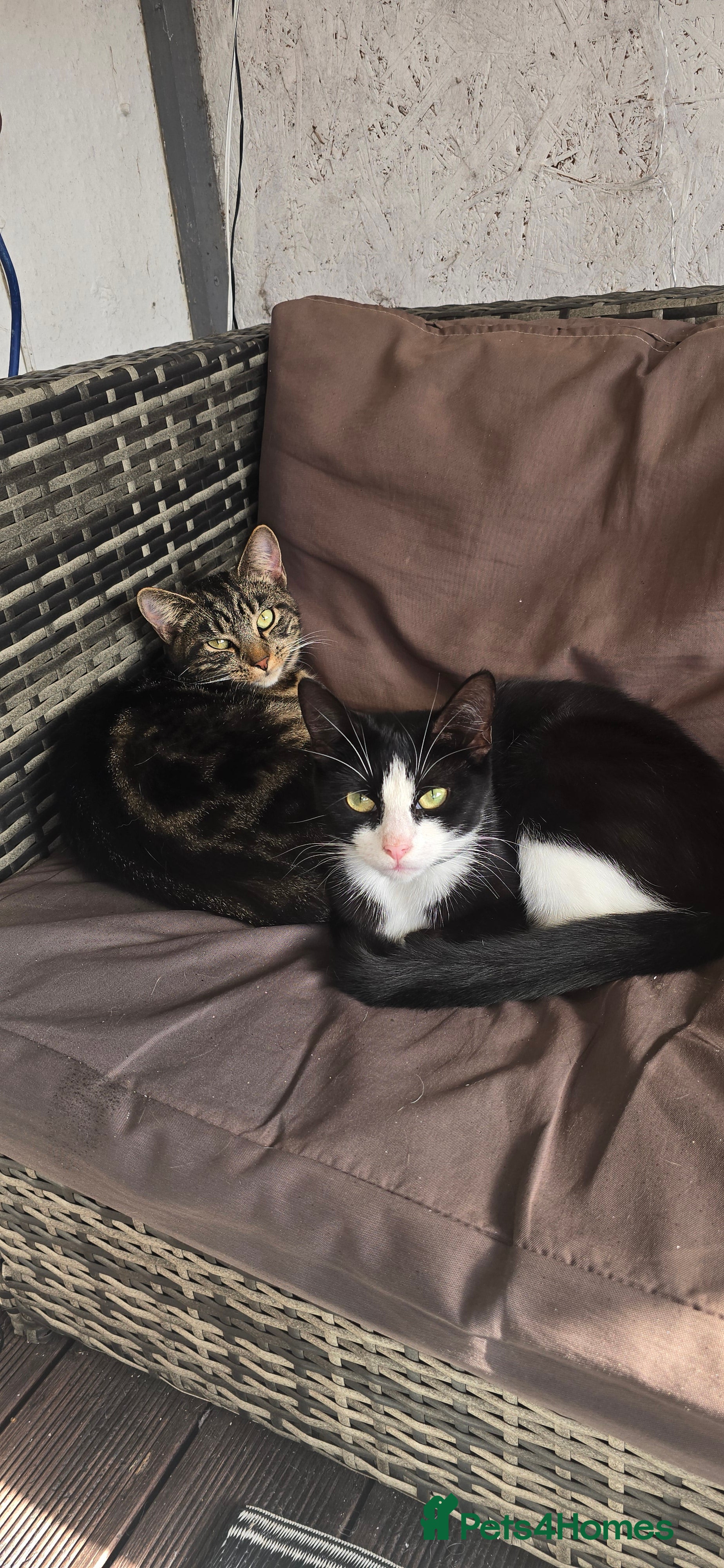 Mixed Breed cats 4 kittens for sale, 3 girls 1 boy - Advert 3