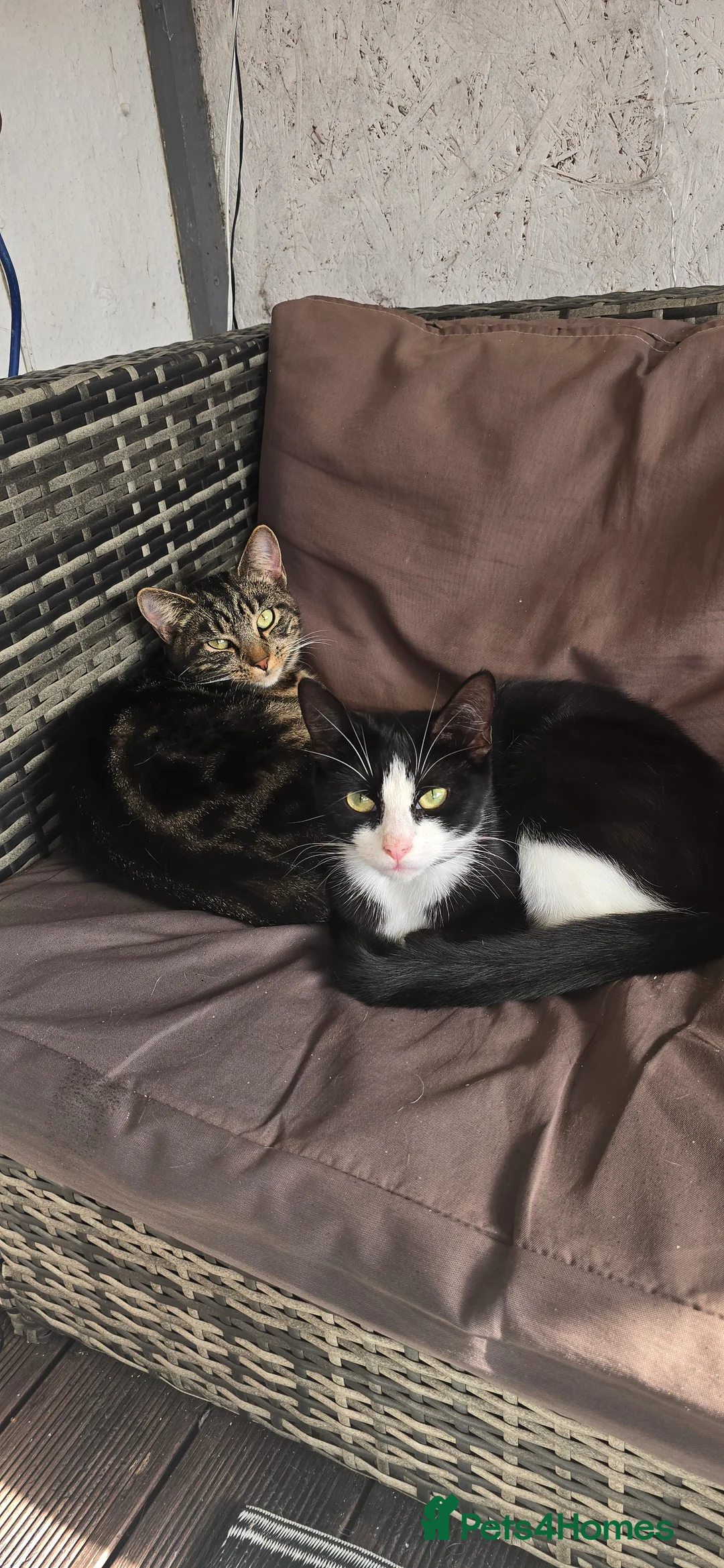 Mixed Breed cats for sale: 4 kittens for sale, 3 girls 1 boy - Advert 1