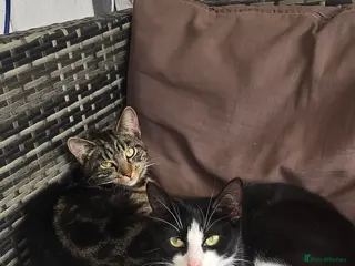 Mixed Breed cats 4 kittens for sale, 3 girls 1 boy - Advert 5