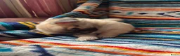 Chihuahua dogs for sale: Meet the Magnificent 7 - Advert 2