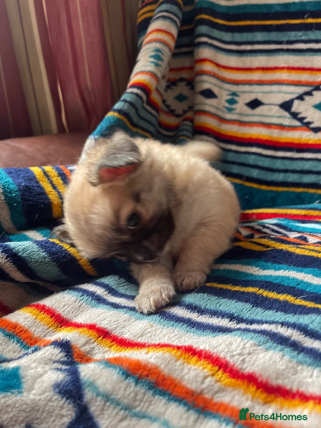 Chihuahua dogs for sale: Meet the Magnificent 7 - Advert 2