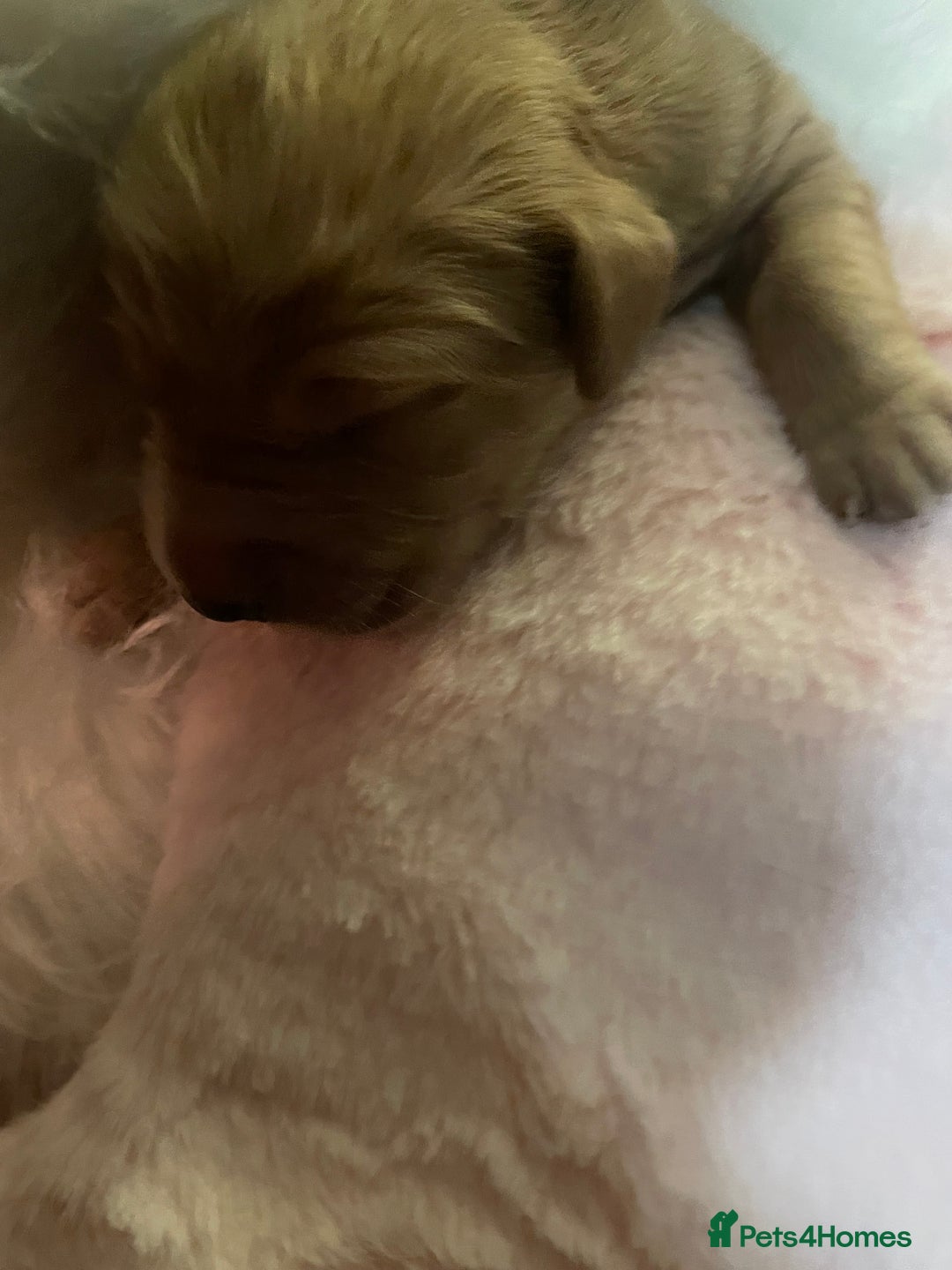 Mixed Breed dogs for sale: Golden retriever x Flatcoat retriever  - Advert 22