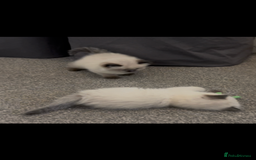 Ragdoll cats for sale: Beautiful Ragdoll kittens  - Image 20