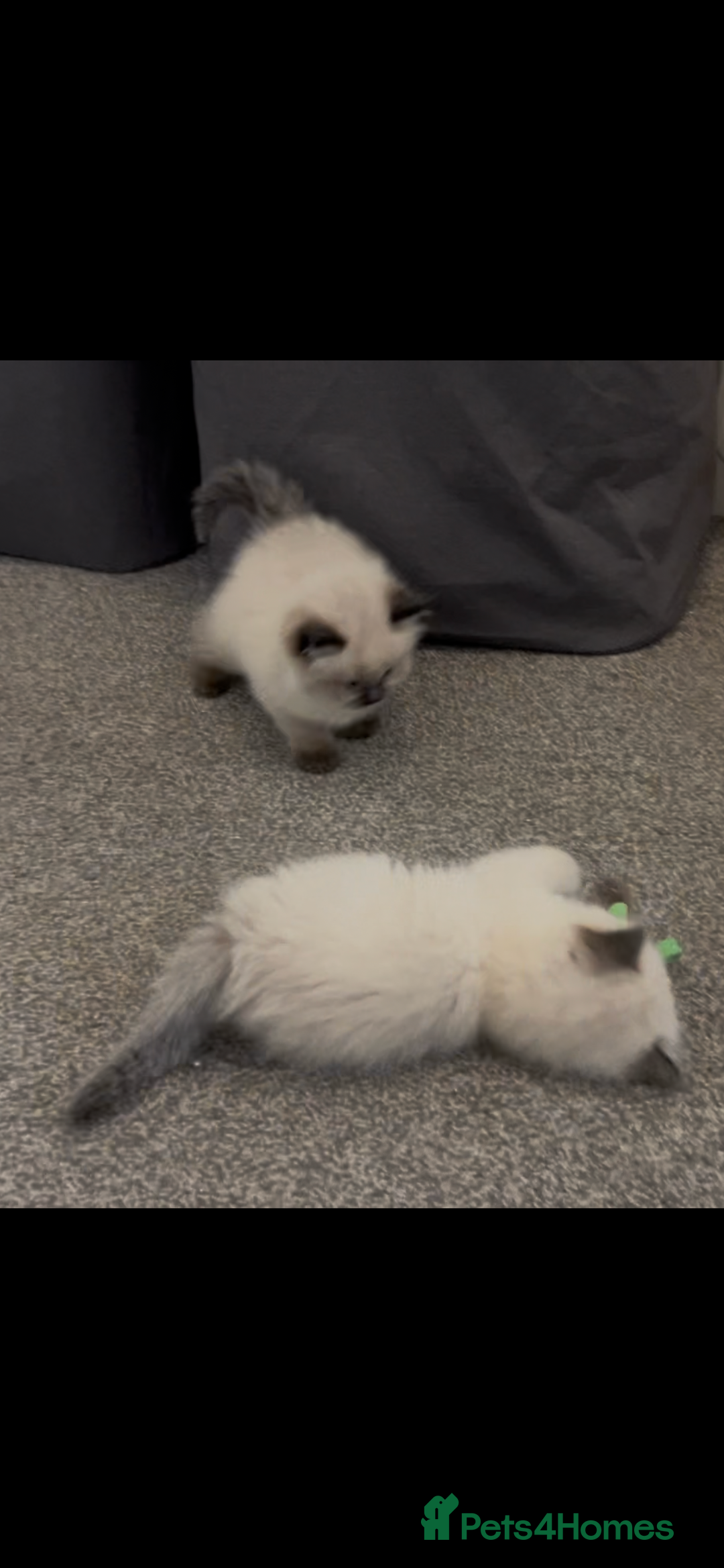 Ragdoll cats for sale: Beautiful Ragdoll kittens  - Image 20