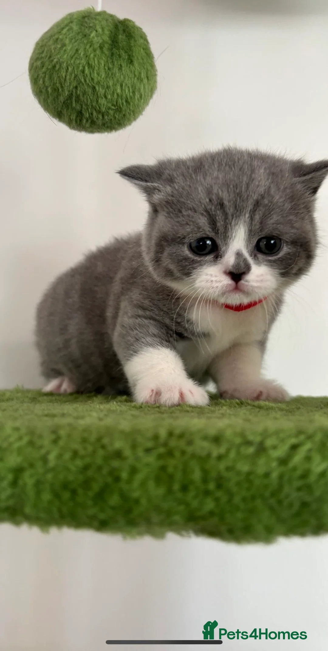 British Shorthair cats for sale: 🧸2 Remaining Chunky British Shorthair Kittens🧸 - Advert 22