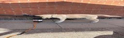 Siberian Husky dogs for sale: Siberian Husky   - Advert 4