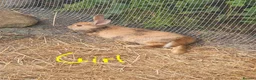 Mixed Breed rabbits for sale: 7 baby rabbits and a 12 month old male (dad!) - Advert 7