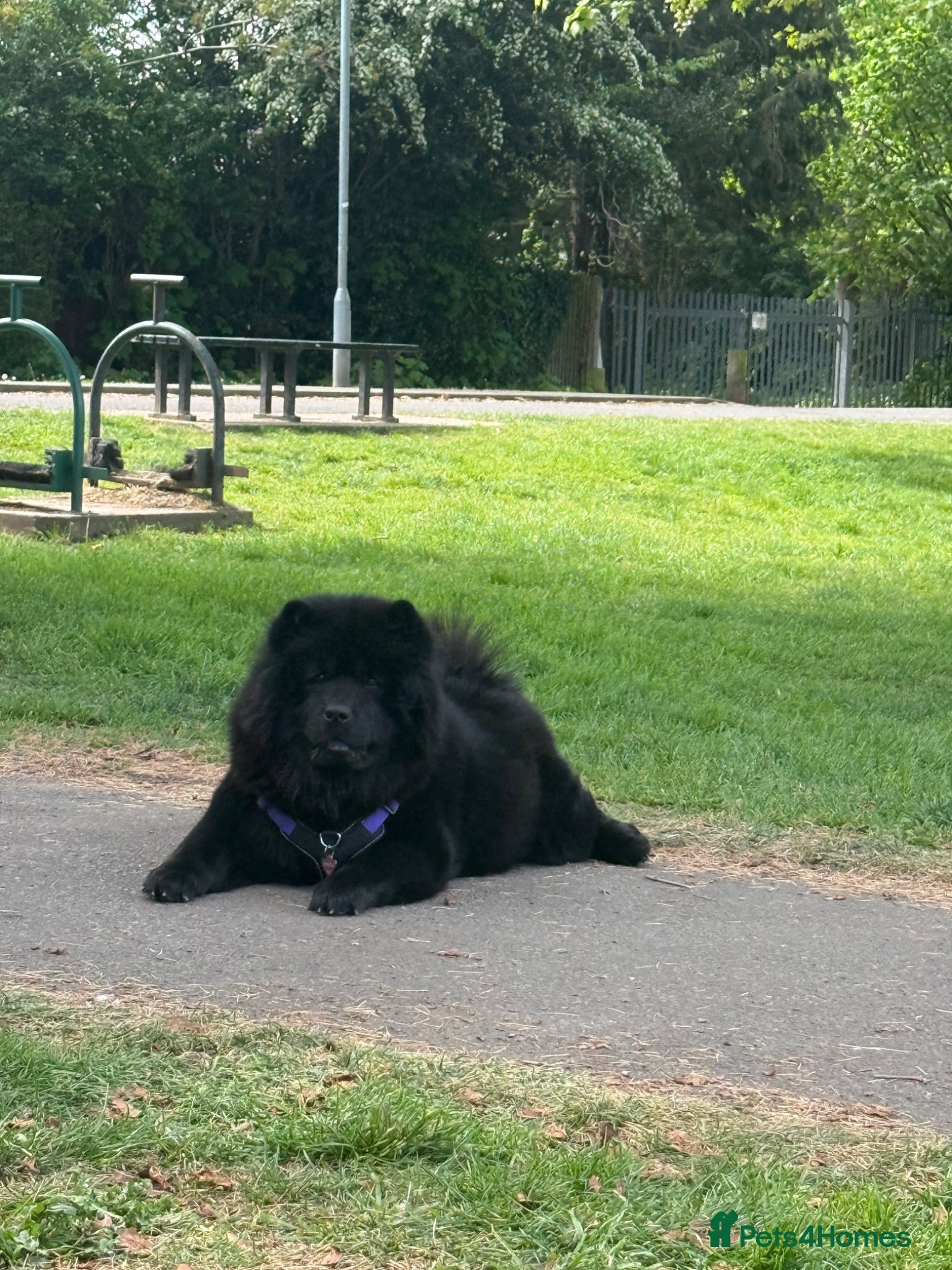 Chow Chow dogs Exceptional Chow Chow Puppies – Rare & Stunning🐻 - Advert 3