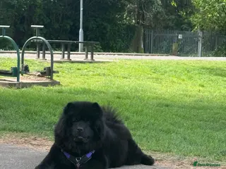 Chow Chow dogs Exceptional Chow Chow Puppies – Rare & Stunning🐻 - Advert 3