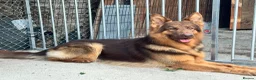 German Shepherd dogs for stud: PROVEN MASSIVE LIVER AND TAN GERMAN SHEPHERD STUD! - Advert 7