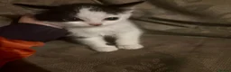 Mixed Breed cats for sale: Beautiful Kittens  in Newnham - Advert 4