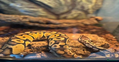 Python Snake reptiles Female Ball Python Rehome (Free) - Advert 5