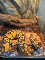 Python Snake reptiles Female Ball Python Rehome (Free) - Advert 2