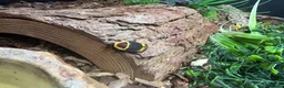 Python Snake reptiles for sale: Male Champagne Enchi Royal/Ball Python - Advert 7