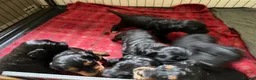 Mixed Breed dogs for sale: Stunning litter of Gordon Doodles. - Advert 12