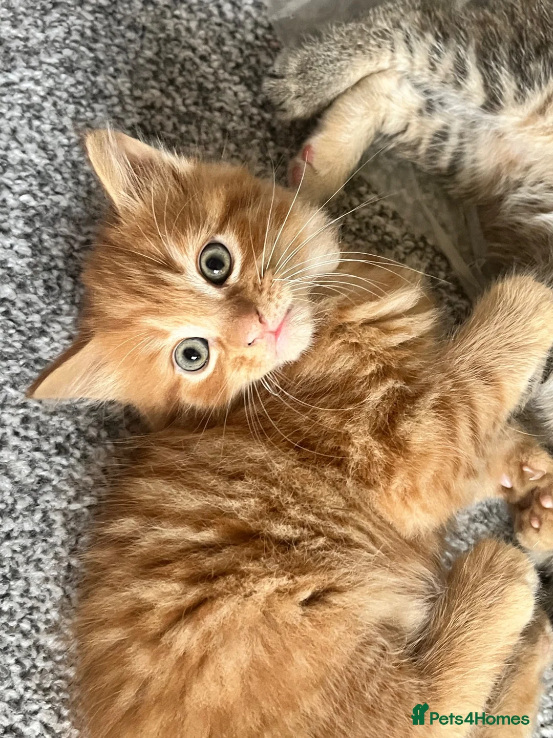 British Shorthair cats for sale: loved and happy kittens for sale - Advert 1