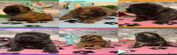 Chow Chow dogs for sale: K.c registered chow chow puppies - Advert 2
