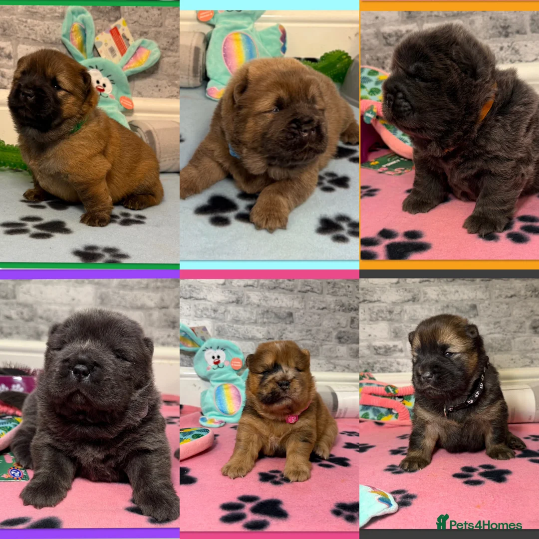 Chow Chow dogs for sale: K.c registered chow chow puppies - Advert 2