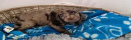 Cocker Spaniel dogs for sale: Working Type Cocker Spaniels - Advert 22