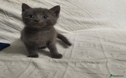 Russian Blue cats for sale: 6 pure grey kittens  - Image 3