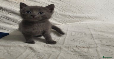 Russian Blue cats - Advert 14