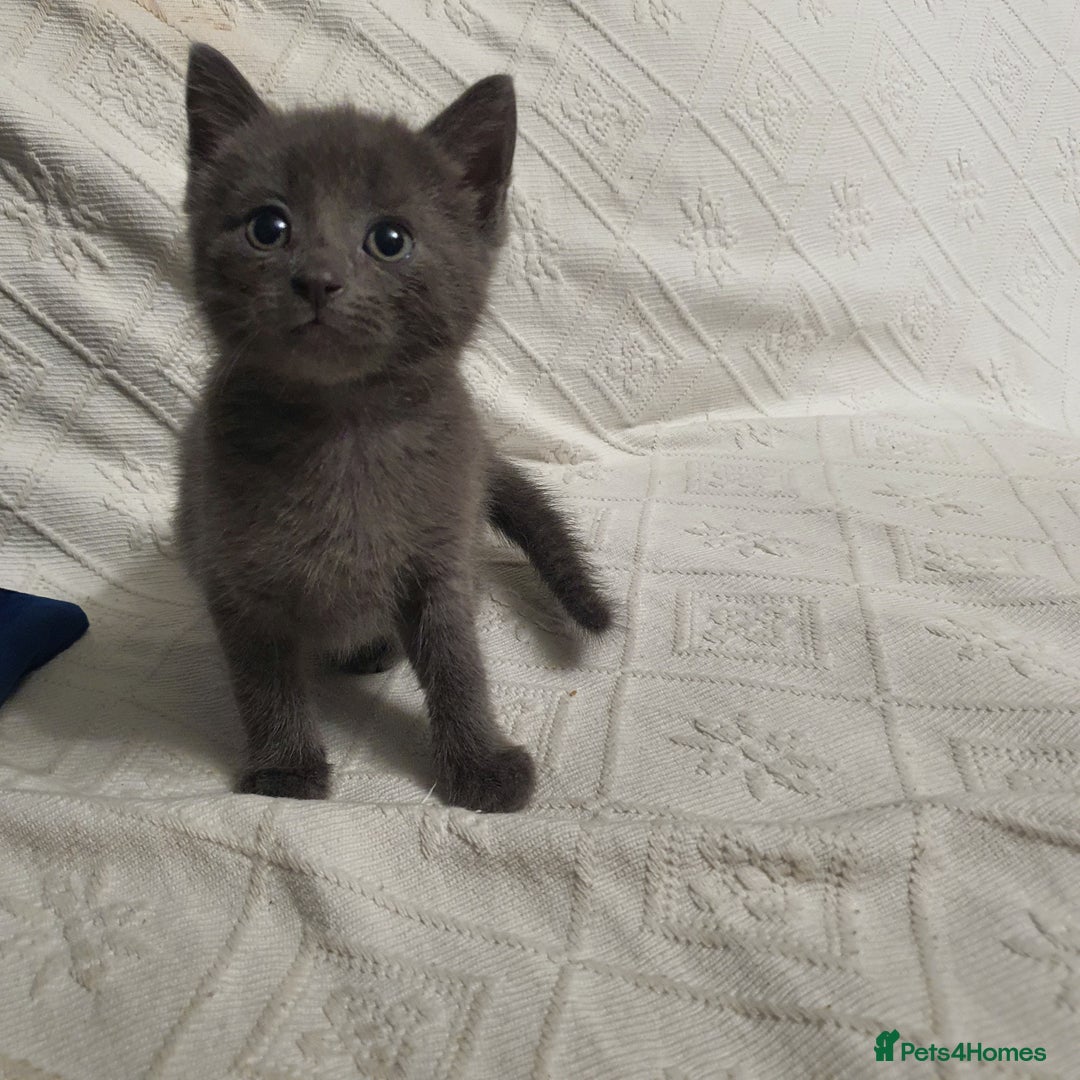 Russian Blue cats for sale: 6 pure grey kittens  - Image 3
