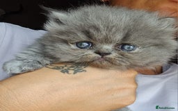 Persian cats for sale: Beautiful grey persian kittens - Image 2